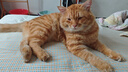 全价冻干双拼猫粮幼猫成猫天然无谷猫粮10.8kg(1.8kg*6包) 实拍图