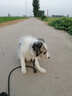 索米拉（Suomila）狗狗绳子牵引绳加长加粗反光小中大型犬宠物用品狗链子2.5m 黑色 实拍图