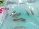 金鱼草金鱼观赏鱼冷水好养耐活小鱼苗锦鲤 2-4cm 红草金买3条送3条（加备损） 实拍图