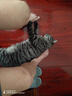 伟嘉成猫猫粮3.6kg海洋鱼味布偶英短猫咪夹心粮全价粮【原料透明】 实拍图