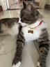 得酷狗狗身份牌定制宠物猫咪小型犬泰迪犬防走丢牌刻字中型犬项圈吊牌 金色骨头款（备注留言免费刻字） S-小型6-15斤 实拍图