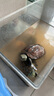 奈宠（NaiChong）小乌龟饲料通用龟粮鱼干虾干淡水巴西草龟料颗粒专用营养食物粮 六合一龟粮500g桶装 小粒1.5mm【适合6厘米以下的龟】 实拍图