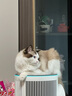 霍尼韦尔（Honeywell）【papi酱同款】宠物猫用空气净化器吸猫毛除甲醛过敏源杀菌消毒霍哈宝H-Cat Hub家电国家补贴 实拍图