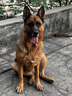 皇家狗粮 德牧成犬狗粮 犬粮 宠物大型犬 GS24 全价犬粮 ≥15月 12KG 实拍图