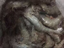 鲜驰 虾 国产青岛大虾 青虾白虾海虾基围虾冷冻生鲜 虾类 海鲜水产 气冻大虾 3斤(净重)  15-18cm【单只冻 特大虾】 实拍图
