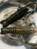 澳洲鲜活小龙虾超大特大淡水养殖清水蓝龙虾一两以上（干净免刷） 1两5斤装（一斤大概7-8只） 实拍图
