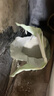 亿迪猫粮冻干幼猫成猫全价全阶段5斤布偶蓝猫英短小包装2.5kg 实拍图