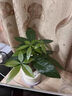 水培植物绿植盆栽室内客厅办公室桌面小盆景花卉绿萝发财树好养活 【栀子花】+简欧透明吸水盆 实拍图