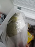恒兴食品 原条金鲳鱼700g 2条装 BAP认证海鲜生鲜深海鱼火锅食材 实拍图