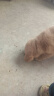 麦富迪狗粮 藻趣儿7.5kg 幼犬中大型小型犬通用（牛肉螺旋藻）金毛泰迪 实拍图