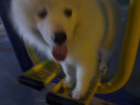 HELLOJOY狗狗玩具宠物耐咬洁齿磨牙解闷拉力环泰迪金毛小型犬训练互动用品 实拍图
