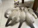 卫仕猫用A2亲和配方羊奶粉200g小猫宠物新生猫羊奶粉营养速补帮助成长宠物营养品猫咪羊奶粉 实拍图