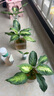 德沃多肥料生根型植物营养液500ml水培生根液绿植生根粉扦插壮苗生根剂 实拍图