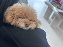 皇家皇家狗粮 幼犬狗粮 犬粮 通用犬型 A3 通用粮 2-12月 8KG 实拍图