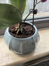 奥美优简约绿萝水仙肉肉绿植兰花盆青瓷多肉花盆带托盘大号陶瓷不含绿植 实拍图