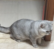 KONOKO宠物除臭剂猫咪抑菌除螨去尿味狗狗用品除味喷雾臭味生物酶分解剂 实拍图