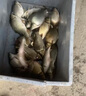 千寿（Qianshou） 千寿钓线野钓柔软鱼线钓鱼线超强拉力尼龙线 主线【买二送一】 1.5 实拍图
