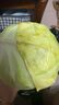 新鲜甘蓝包菜卷心菜新鲜嫩绿莲花白现摘现发早餐减脂 新鲜包菜 1.5-2斤 人工挑拣 实拍图