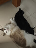 网易严选全价猫粮宠物主粮幼猫成猫全价猫粮 深海鱼虾口味10kg 实拍图