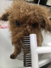 HELLOJOY宠物开结梳猫梳子狗猫毛梳狗毛清理器猫咪狗狗梳子长毛去浮毛神器 实拍图