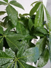 叹为观止大型独杆发财树庆典乔迁盆景绿植办公室盆栽客厅大型植物 辫子发财树1.6-1.8米 含盆 实拍图