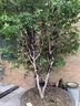 树葡萄苗果树嘉宝果苗正宗沙巴加宝果南北方四季庭院名贵种植盆栽 沙巴50-60cm高/带叶带土发货 111cm(含)-140cm(含) 实拍图