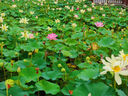 毕亚兹防水腰包手机防水袋斜挎包加大号防水套漂流游泳温泉潜水外卖骑手户外海边手机收纳袋 JK697磨砂黑 实拍图