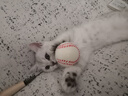 麦德氏IN-KAT猫咪0乳糖羊奶粉200g成幼猫羊奶粉猫咪99%钙乳源速溶不凝块 实拍图