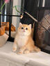 佳朔金渐层活体宠物猫咪幼猫纯种英短全程辅助养猫签订合同双重保障 宠物级 英短金渐层 实拍图
