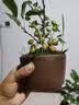 宜兴紫砂兰花盆清仓特价大号阳台吊兰盆景盆绿植花卉君子兰陶瓷盆 256中小两个 实拍图