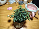 姬月季日本姬乙女姬超微蔷微迷你盆景庭院室内阳台面盆栽花卉 5-8cm小苗1盆【带花苞】 带盆栽好 实拍图
