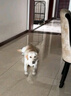 麦富迪 宠物狗狗零食 成犬幼犬训狗奖励鸡肉干400g 实拍图