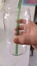 京东京造吸管可乐杯玻璃水杯大容量杯子咖啡啤酒牛奶泡茶杯500ml两只装 实拍图