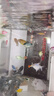 CRAZY PLANT曼龙鱼活体观赏鱼活体热带好养耐活淡水冷水招财风水水族小金鱼苗 【赛级双色】黄蓝曼龙 6+2 实拍图