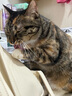 顽皮（Wanpy）三文鱼猫罐头80g*24罐（汤汁型）出口级 猫咪零食happy100果饭儿 实拍图