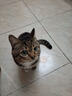 凯锐思天然猫粮成猫粮鱼肉蓝猫全价猫粮 【肠胃健康】 鱼肉味-4斤 实拍图