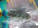 皇家麒麟 即食海参 即食大连刺参单个装辽刺参海参干货水产礼盒净含量500g 7A鲜食海参 9-12只/斤 一斤装 实拍图