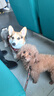 麦富迪狗粮藻趣儿15kg 成犬中大型小型犬通用牛肉螺旋藻 金毛泰迪柯基 实拍图