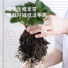 史丹利快速生根粉植物通用树木移栽多菌灵强力扦插专用500g 实拍图