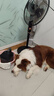 宠德多狗绳狗狗牵引绳遛狗绳胸背带狗链子防爆冲中大型犬金毛拉布拉多 黑色 L（建议46-60斤） 实拍图