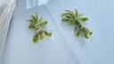 金纺衣物调香大师香氛柔顺剂薰衣草8.8斤防褶皱起球持久留香除湿汗味 实拍图
