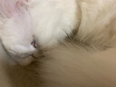 PEISIMA智能恒温宠物烘干箱猫咪狗狗洗澡烘干神器英短布偶比熊吹水防感冒 新款 星耀PRO【特大风力】象牙白 实拍图