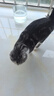 伯纳天纯经典系列通用蓝猫金渐层美短成猫猫粮毛球管理10kg/20斤 实拍图
