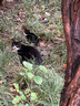 拉小妃（DLafettee）猫粮L51全价无谷全期赛级冻干猫粮牛鸡肉低温烘焙猫粮七种肉配方 入会专享猫试吃50g*10 实拍图