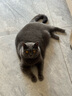 皇家室内成猫粮 I27 通用粮 12月以上 4.5KG 实拍图