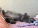 红狗猫微量元素片200片 宠物微量元素猫咪防异食癖吃草吃土吃垃圾 实拍图