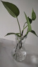 玻璃花瓶透明插花水养百合鲜花水培绿萝绿植干花小号客厅摆件 15蒜头花瓶1个 透明色 实拍图
