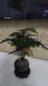 开时果 文竹盆栽桌面摆件盆景 办公室植物竹子水培绿植盆景源头直发包邮 舍得紫砂盆+苔藓+底托 实拍图