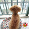 普安特宠物狗狗驱虫药犬体内外同驱跳蚤犬虱非泼罗尼爱滴克+内驱 实拍图