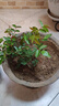 清韵伊人 木香花树苗爬藤四季开花红黄白特大苗耐寒盆栽地栽爬墙花卉蔷薇 四季红木香 小苗20-40厘米高 不含盆 实拍图